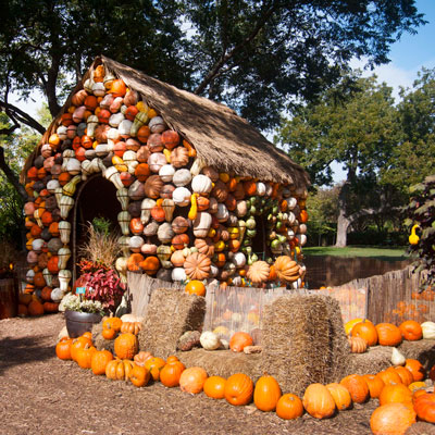 The Dallas Arboretum brings in tons and tons of pumpkins each fall. This is just one small part of Pumpkin Village. Most of these pumpkins forming the border are the proper size to grow well in a fall garden in Texas if you’ll plant the seeds now.