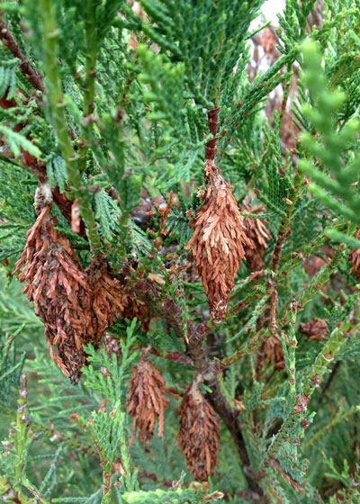 Bagworms attack redcedar and other coniferous needles.
