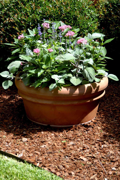 I have this low pot filled with pink pentas and Victoria salvias alongside a path to our backyard.