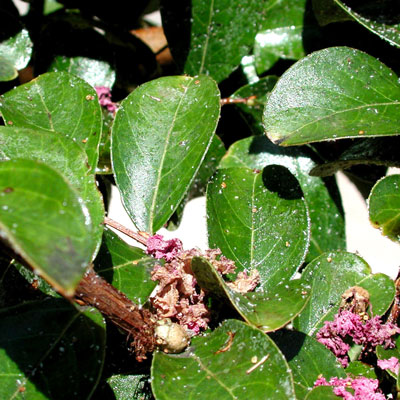 Aphids congregate on foliage of crape myrtles, pecans and others, then leave honeydew behind.