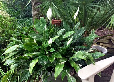 This is about the 10th year that this peace lily has been in or near this spot in our landscape in summer (indoors in winter).