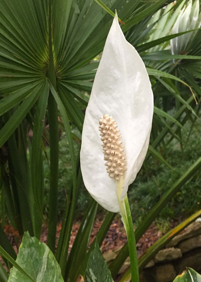 Like other aroids (philodendrons, caladiums, elephant ears, dieffenbachias and many more), peace lily flowers are Jacks-in-the-pulpits.