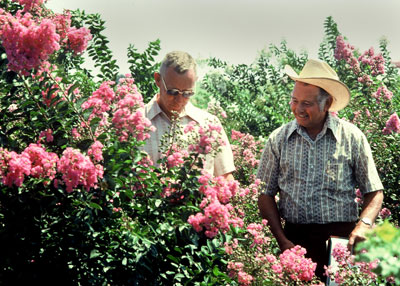 Dr. Don Egolf of the National Arboretum evaluates crape myrtles in 1975 with Benny Simpson at TAMU Dallas. I took this photo, and it is a highlight of my years working for Texas A&M.