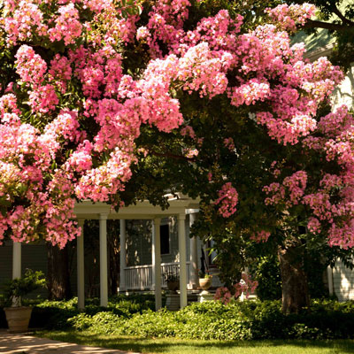 This photo from one of McKinney’s older neighborhoods, speaks to the longtime popularity of crape myrtles.