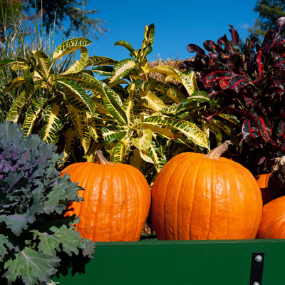 These are about as large a variety as you’ll want to try in your fall garden in Texas.