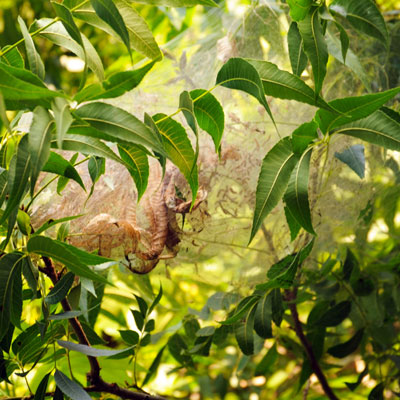 Webworms quickly devour foliage of pecans and other tree species.