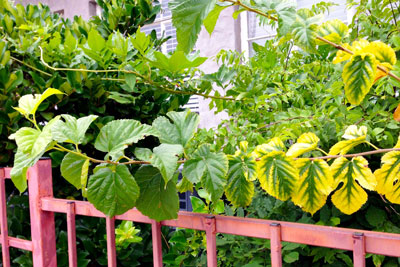 Mulberry leaves will turn yellow due to hot, dry weather ahead.