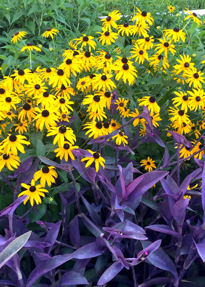 Purpleheart and Goldsturm Gloriosa daisy make a dazzling team in Texas gardens.