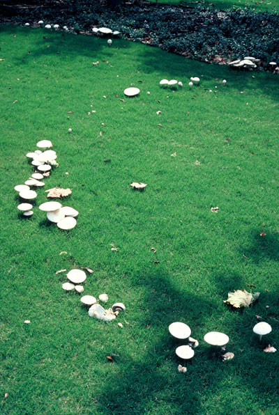 A circle or partial circle of mushrooms is called a “fairy ring.”
