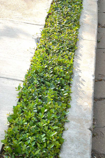 Asian jasmine must be trimmed, but it makes a cheerful low cover between pieces of concrete.