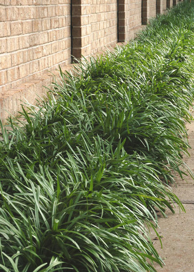 Liriope adds grace and greenery to a planting space that would be almost impossible to fill otherwise.
