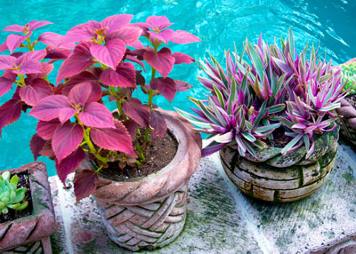 Coleus provides contrast to blue pool water at Joe T. Garcia’s Restaurant in Fort Worth, while variegated Moses-in-the-cradle grows alongside.