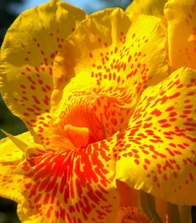 Some cannas even produce flowers with curious freckling. Just another source of fun with this flower!