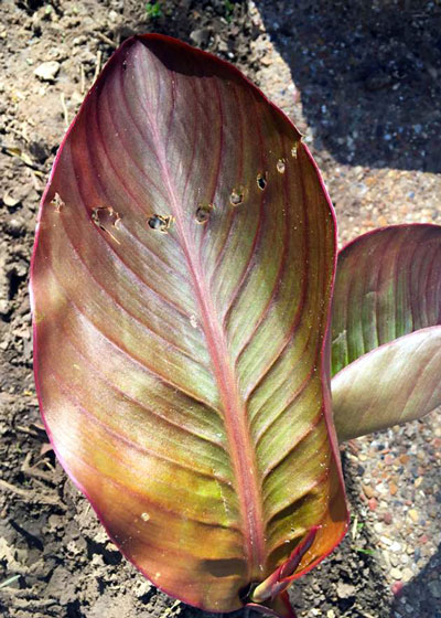 Canna leaf rollers attack foliage while it is still tightly rolled. As the leaves unfurl, the damage becomes obvious.