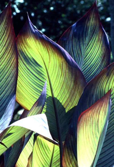 Cannas’ leaves are usually 15 to 18 inches long, making them an ideal plant for a tropical look in the pool area.