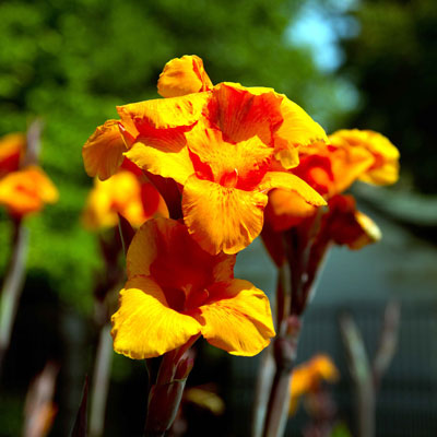 Cannas show up best when used in beds of one variety such as this old orange type.