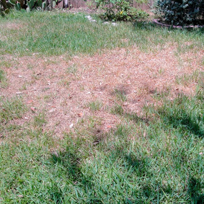 This is what serious chinch bug damage can look like.