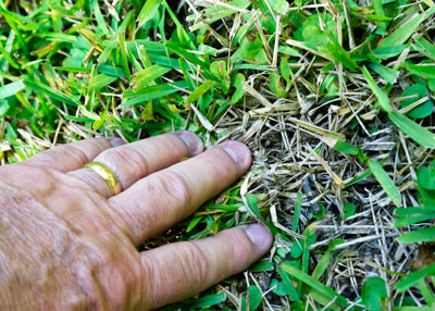 Confirming chinch bugs requires hands-and-knees work as you part the dying grass to look for the insects. They are most active in mid-afternoon’s heat.