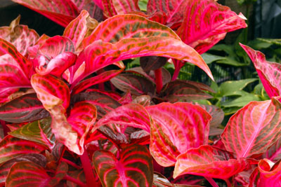 Few plants have leaves any more intensely red than bloodleaf (Iresine).