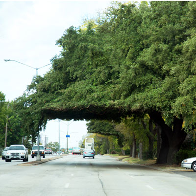 Live oaks’ branches, by nature, return to the ground. It’s part of their majesty. It doesn’t work so well, however, when buses and trucks have to pass with 8 or 10 feet of their trunks.