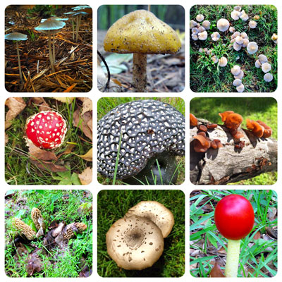 Mushrooms-Panel-4