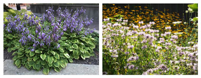 Left: Hostas in full bloom. Right: Bee Balm backlit by the sun. Click photos for larger view.