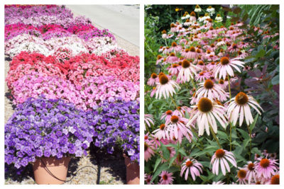 Left: OSU plant trials. Right: Echinacea in the gardens on campus. Click photos for larger view.