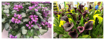 Left: ‘Purple Chablis’ LamiumRight: Hybrid calla lilies. Click photos for larger view.