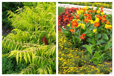 Left: Sumac in a local park. Right: Cannas highlight a color bed. Click photos for larger view.