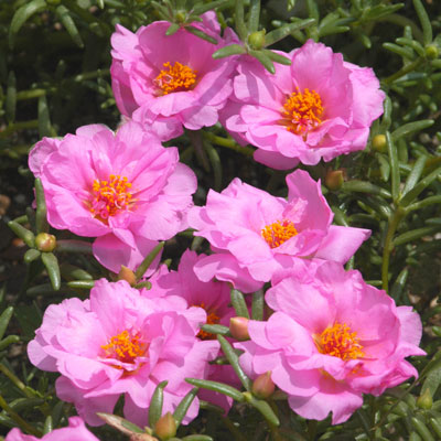 Moss rose (Portulaca) is a sister to hybrid purslane. If you’ve had success with this plant, you’ll love hybrid purslane!