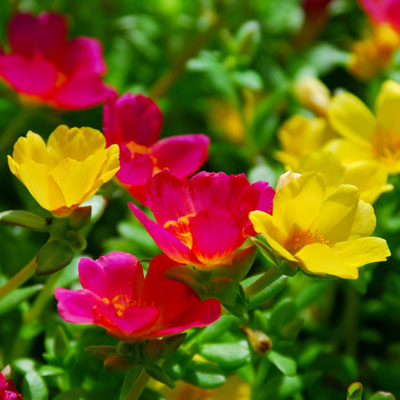Purslane’s first use was as a hanging basket plant as baskets became the craze back in the 1980’s.