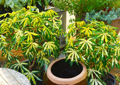 The brighter the sunlight, the brighter the yellow of variegated tapioca’s leaves.