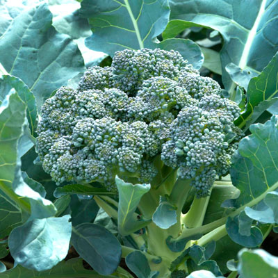 Healthy broccoli head is ready for harvest. Leave plants in place to produce more heads of smaller size.