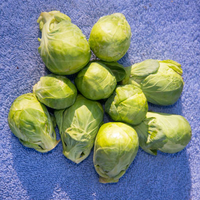 Brussels sprouts must be planted early enough (now) to allow harvest before cold winter weather.
