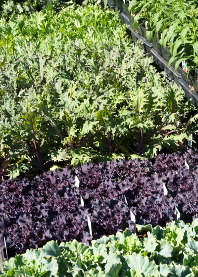 Cabbage and kale transplants are at prime size for planting.