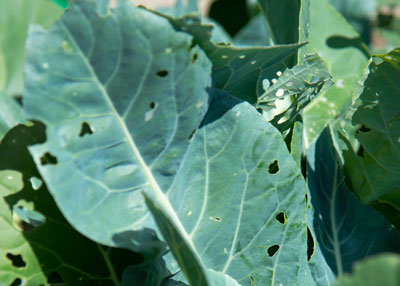 Small, green cabbage loopers do damage rapidly to all cole crops.