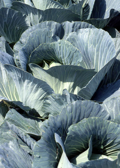 Cabbage heads are quickly nearing maturity.