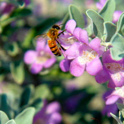 Bees are drawn to the summertime blooms of Texas sage.