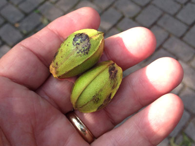 These native pecans have just fallen because of pecan scab. The black splotches will soon engulf entire husk and the kernels inside. There is no “control” at this point.