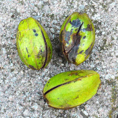 Pecan scab causes fruit to fall several months early. For those that are infected, this is how the husks look about now.