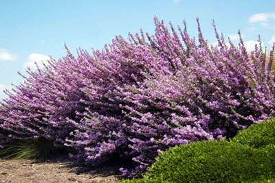 North Texas planting of Texas sage in bloom following summer showers.
