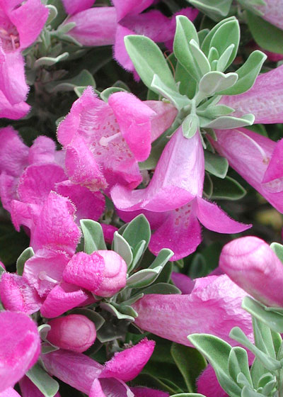 Ceniza plants go from solid gray-green to blankets of pink-lavender in a matter of one or two days.