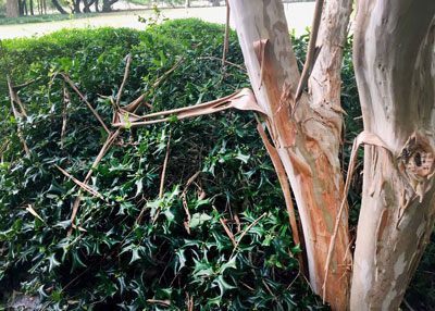 Crape myrtle trunk in Sperry landscape experiencing its annual bark shed this week.