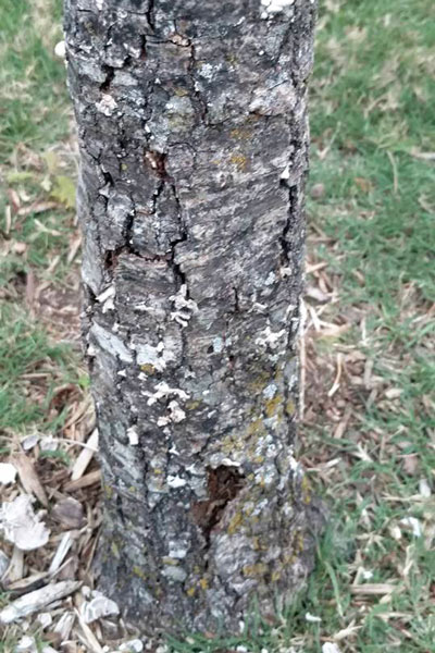 Posted by a Facebook reader, this photo shows sunscald damage and subsequent bark splitting (later to be lost) on trunk of young red oak. Tree wrap at planting could have prevented this damage, which now may be past the point of no return.