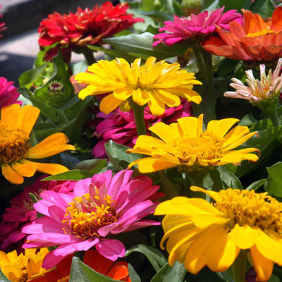 Intensity of colors of zinnias in fall is unequalled.