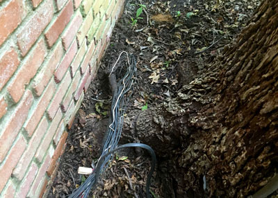The size of the root and the mass of sprinkler cables become obvious on closer inspection.