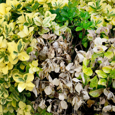 Many first-time gardeners are smitten by the glossy, variegated leaves of golden euonymus. However, it is a ticking time bomb in the landscape. It’s best to avoid it, or if you already have it, replace it should it develop an outbreak of scale.