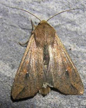 University of Georgia photo of adult armyworm moth.