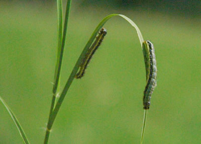 Armyworms feed voraciously on grass blades. They are easily controlled with labeled insecticides. Photo courtesy Texas AgriLife Extension Entomology