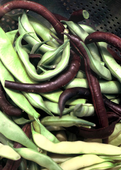 Contender green beans, Golden Wax and Purple Royalty, all bush beans